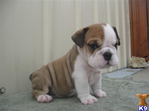 Puppies in Muldrow